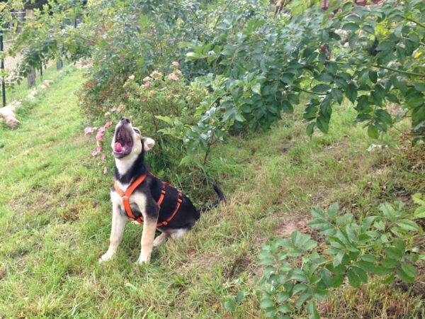 Hilma in 21385 Rehlingen – Bild 9