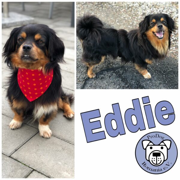 Eddie in 41066 Mönchengladbach *vermittelt*