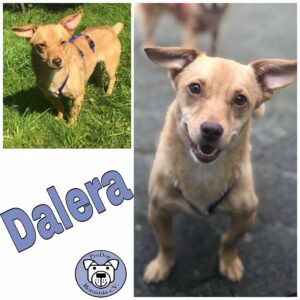 Dalera *vermittelt*