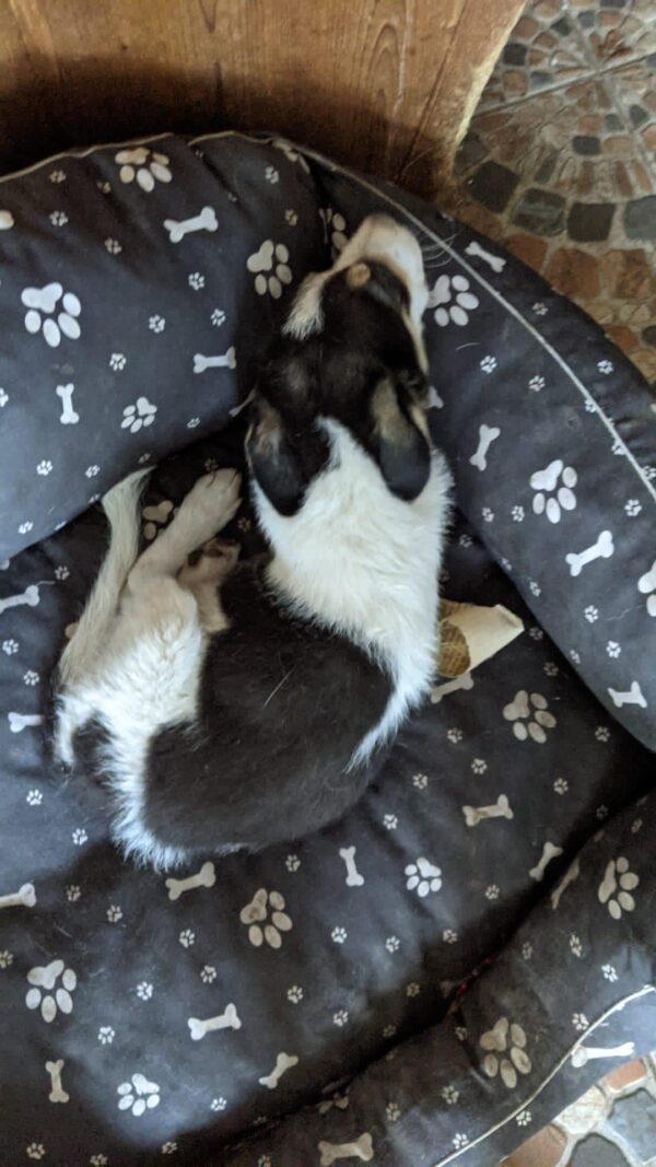 TOBIE - reserviert TH Limburg - vermittelt – Bild 5