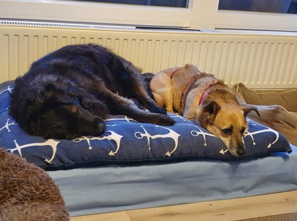 GUNDIE - Gnadenplatzhund seit dem 04.06.2021 – Bild 3