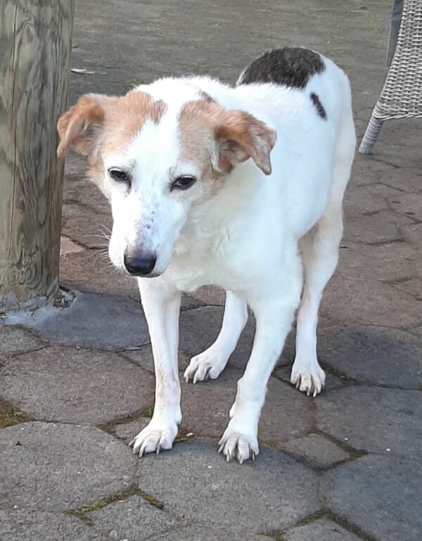 NIMA - Gnadenplatzhund seit dem 21.07.2021 - RBB 26.06.2023 – Bild 9