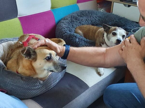 GUNDIE - Gnadenplatzhund seit dem 04.06.2021 – Bild 2