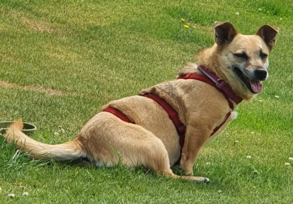 GUNDIE - Gnadenplatzhund seit dem 04.06.2021 – Bild 7