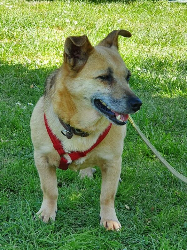 GUNDIE - Gnadenplatzhund seit dem 04.06.2021 – Bild 12