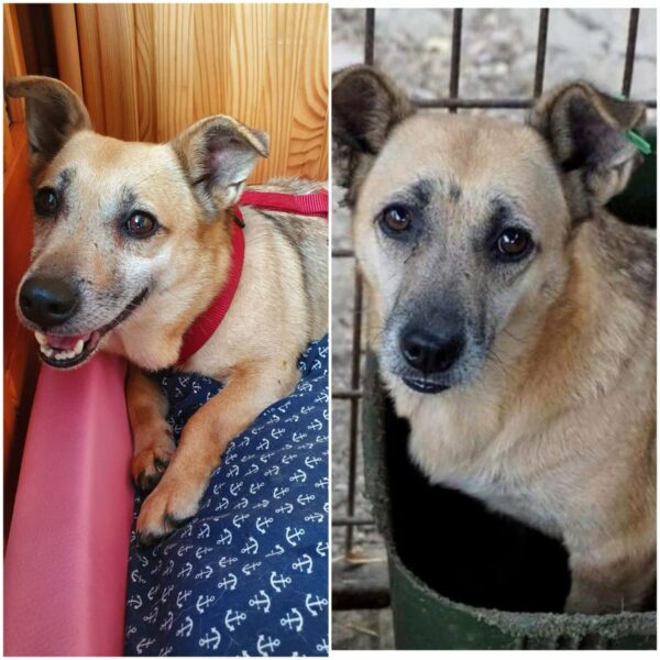 GUNDIE - Gnadenplatzhund seit dem 04.06.2021 – Bild 18