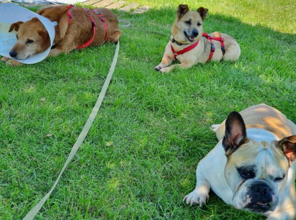GUNDIE - Gnadenplatzhund seit dem 04.06.2021 – Bild 14