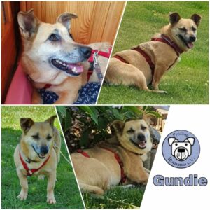 GUNDIE - Gnadenplatzhund seit dem 04.06.2021