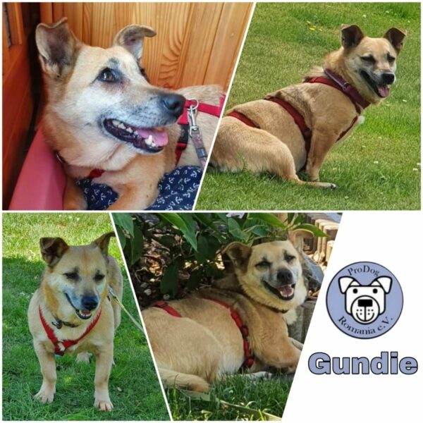 GUNDIE - Gnadenplatzhund seit dem 04.06.2021