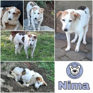 NIMA - Gnadenplatzhund seit dem 21.07.2021 - RBB 26.06.2023