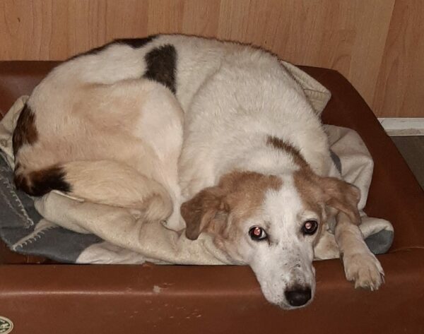 NIMA - Gnadenplatzhund seit dem 21.07.2021 - RBB 26.06.2023 – Bild 4
