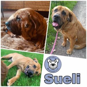 SUELI - Gnadenplatzhund seit 19.02.2021 - RBB 26.07.2023