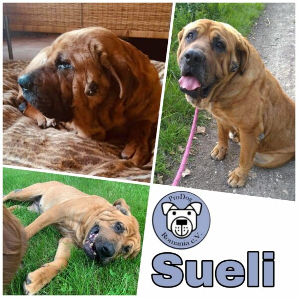 SUELI - Gnadenplatzhund seit 19.02.2021 - RBB 26.07.2023