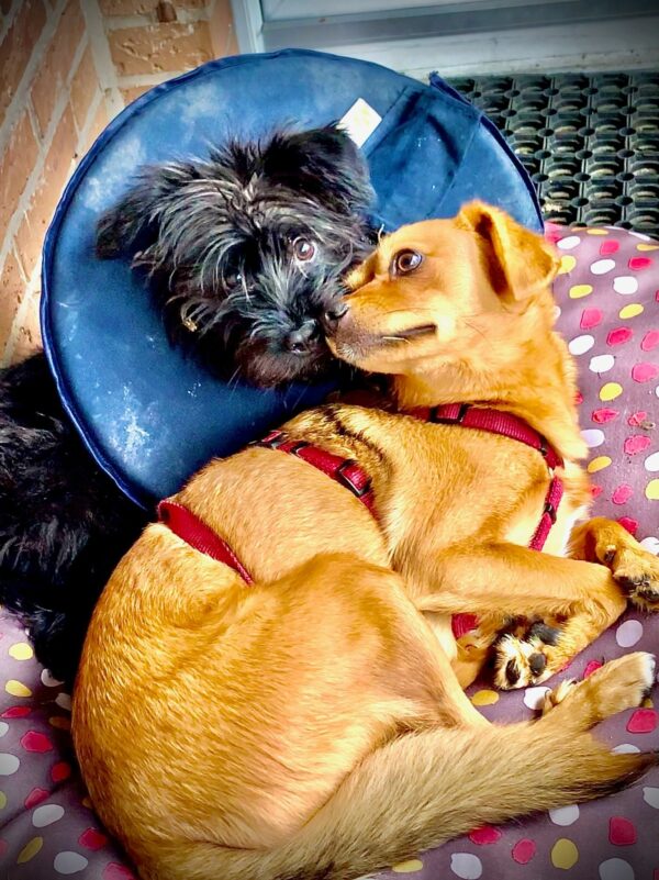 TIARA - Gnadenplatzhund seit 19.02.2021 – Bild 13