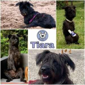 TIARA - Gnadenplatzhund seit 19.02.2021