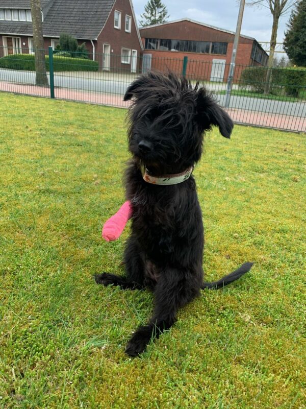 TIARA - Gnadenplatzhund seit 19.02.2021 – Bild 20