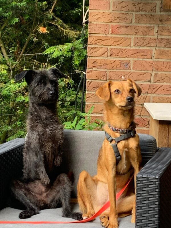 TIARA - Gnadenplatzhund seit 19.02.2021 – Bild 8