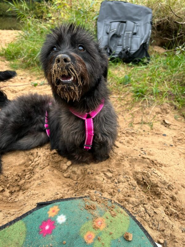 TIARA - Gnadenplatzhund seit 19.02.2021 – Bild 10