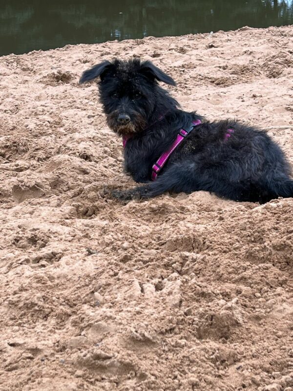 TIARA - Gnadenplatzhund seit 19.02.2021 – Bild 15