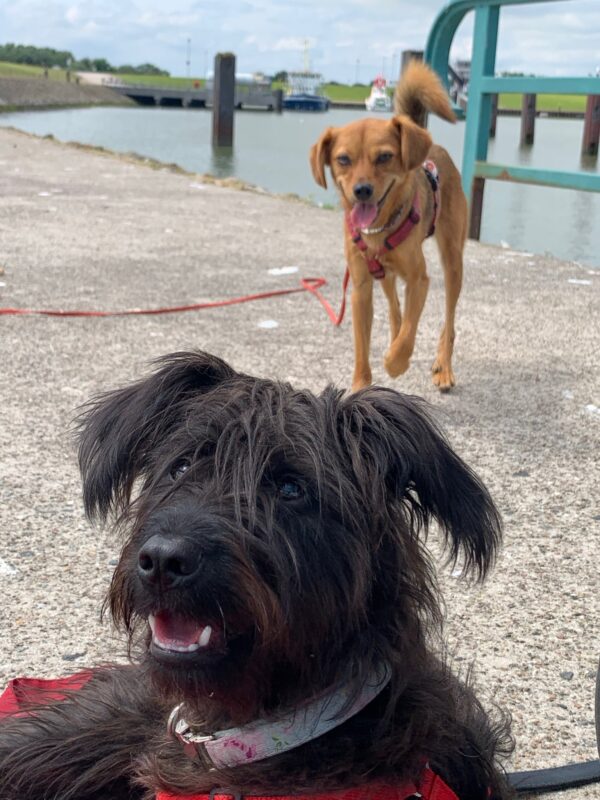TIARA - Gnadenplatzhund seit 19.02.2021 – Bild 6