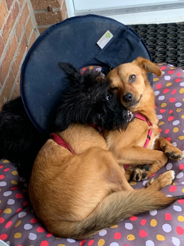 TIARA - Gnadenplatzhund seit 19.02.2021 – Bild 14