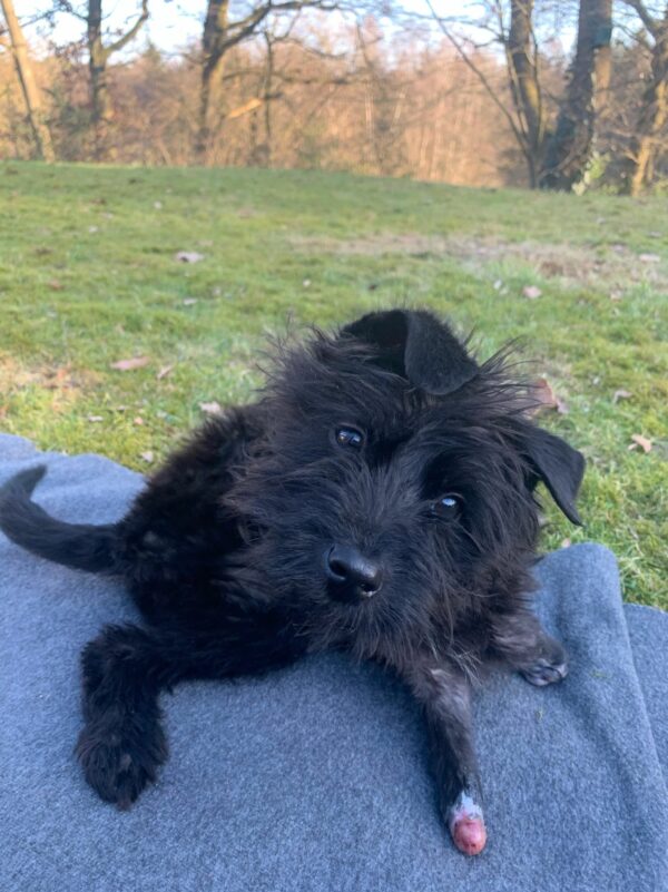 TIARA - Gnadenplatzhund seit 19.02.2021 – Bild 19