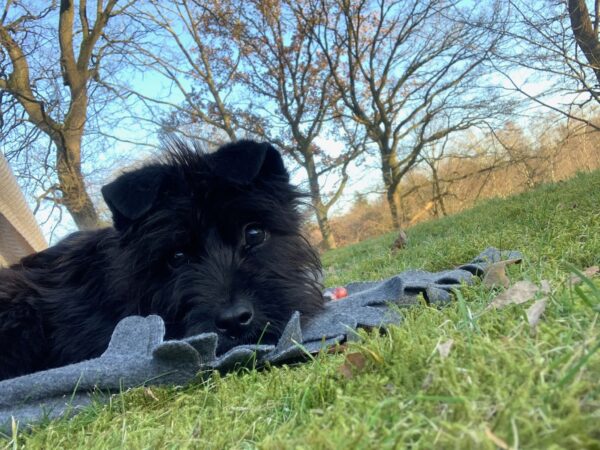TIARA - Gnadenplatzhund seit 19.02.2021 – Bild 12