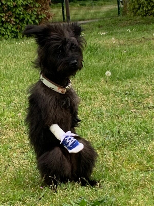 TIARA - Gnadenplatzhund seit 19.02.2021 – Bild 16