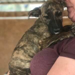 ODY - reserviert Saskia - vermittelt