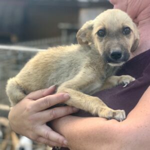 GRIMOU - reserviert Betty - vermittelt