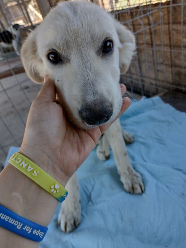 SIMON - reserviert 4animals - vermittelt – Bild 3