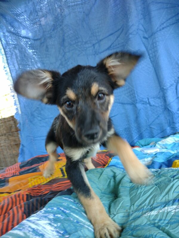 FLOH - reserviert Lorraine - vermittelt – Bild 3