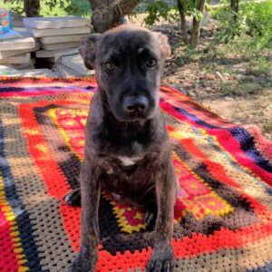 EMMELIN - reserviert 4animals - vermittelt