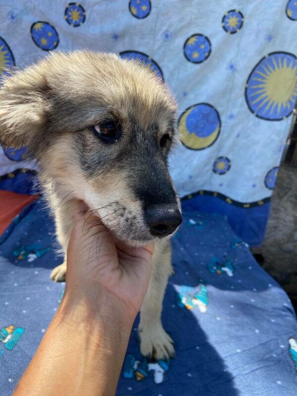 HAAKON - reserviert 4animals - vermittelt – Bild 3
