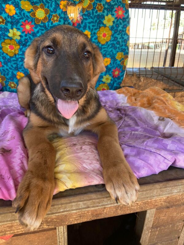 NELLIE - reserviert Hundescheune Fläming - vermittelt – Bild 3