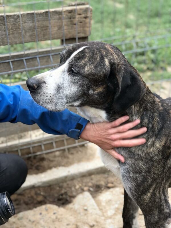 WILLHELM - reserviert Tierfreunde Niederbayern - vermittelt – Bild 5