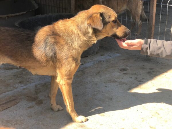 LINNA - reserviert Hundescheune vermittelt – Bild 3