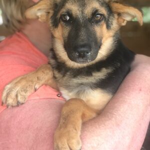 MANOU - reserviert 4animals - vermittelt