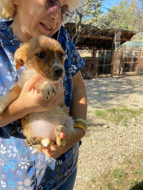 MOLLY - reserviert TH Gifhorn - vermittelt – Bild 4