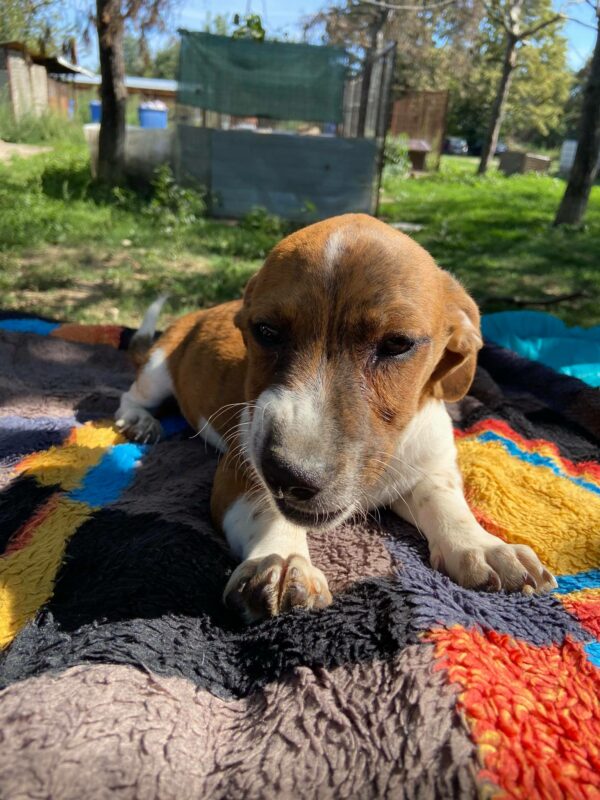BRISKO - reserviert (Silke) - vermittelt – Bild 4