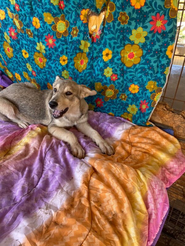 LEIA - reserviert Betty - vermittelt – Bild 8