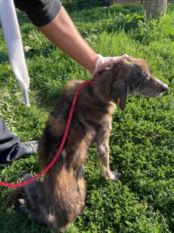SANIA - Notfall - reserviert Betty - vermittelt – Bild 4