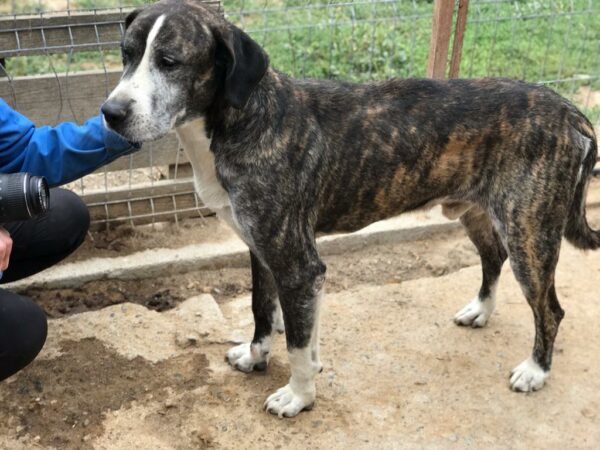 WILLHELM - reserviert Tierfreunde Niederbayern - vermittelt – Bild 3