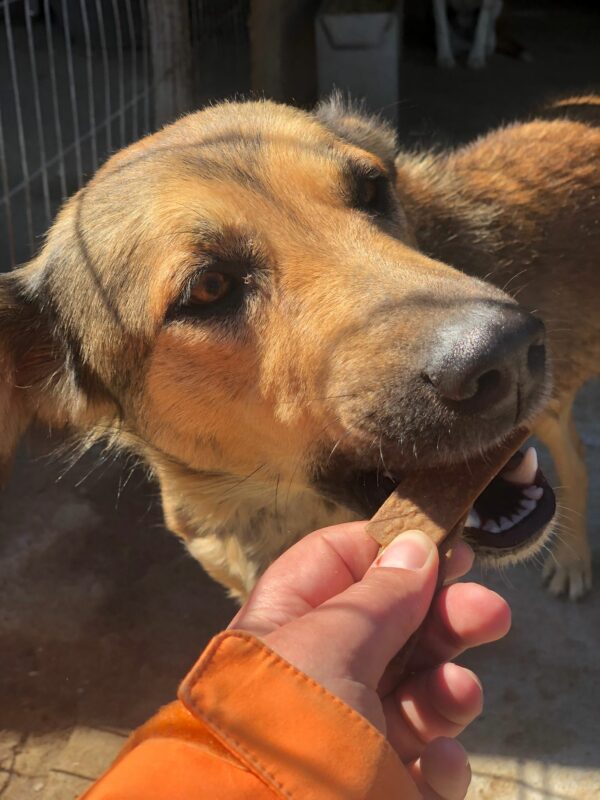 LINNA - reserviert Hundescheune vermittelt – Bild 4