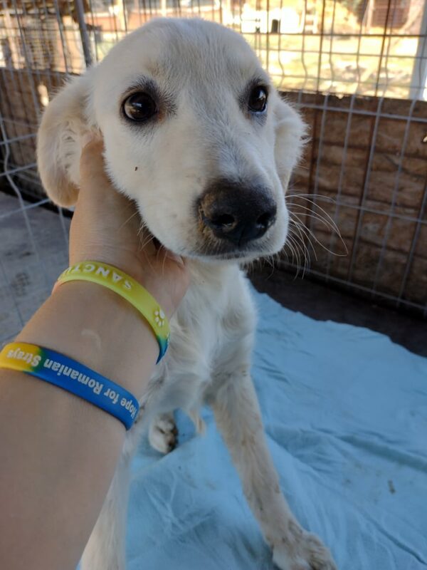 SIMON - reserviert 4animals - vermittelt – Bild 4