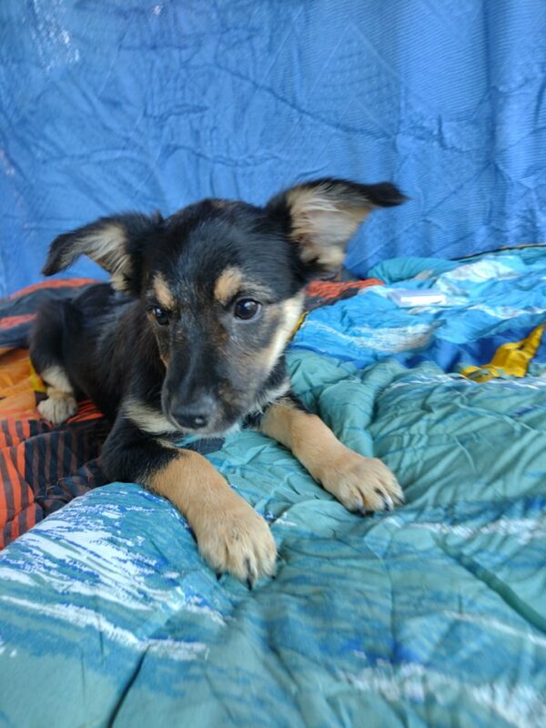 FLOH - reserviert Lorraine - vermittelt – Bild 4