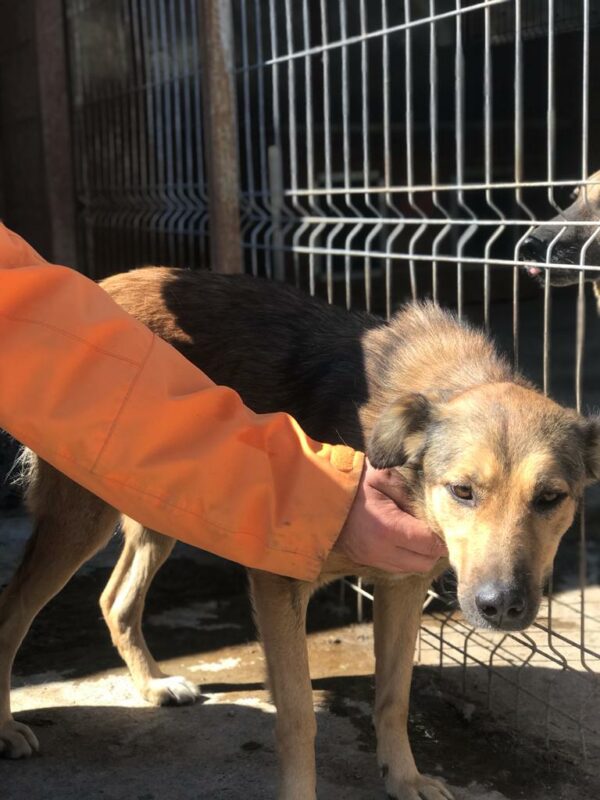 LINNA - reserviert Hundescheune vermittelt – Bild 5