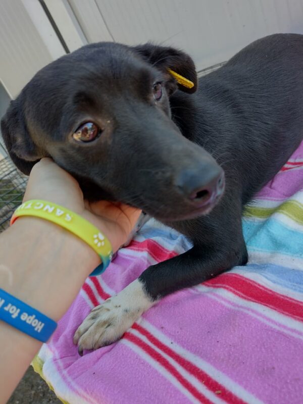 JUMPER - reserviert (Betty) - vermittelt – Bild 5