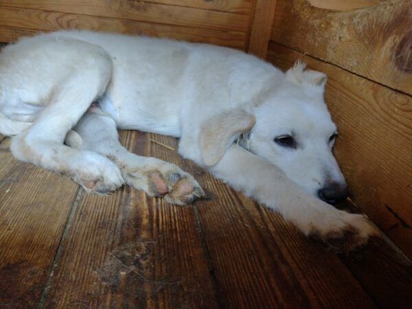 SIMON - reserviert 4animals - vermittelt – Bild 5