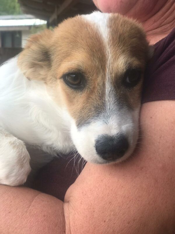 MAISIE - Mißbildung linker Vorderlauf - reserviert 4animals - vermittelt